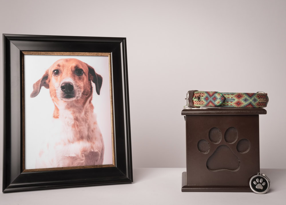 portrait of a deceased dog