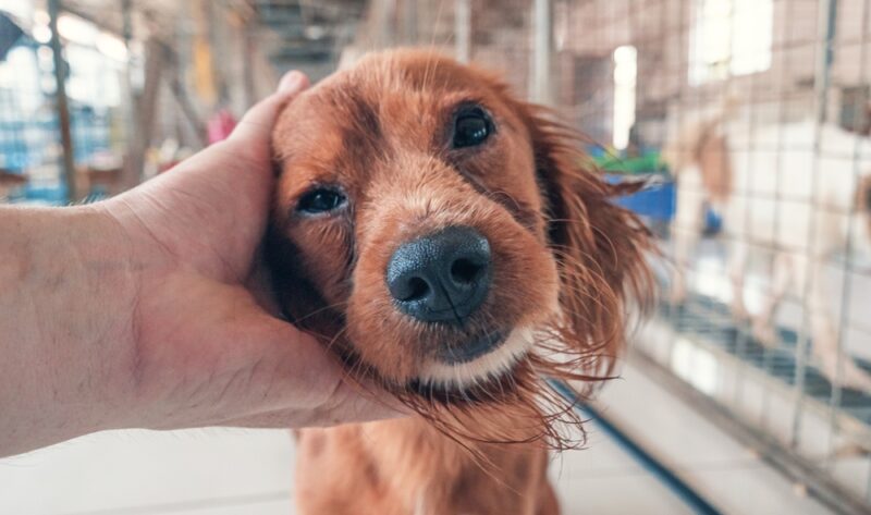 Male hand petting stray dog in pet shelter