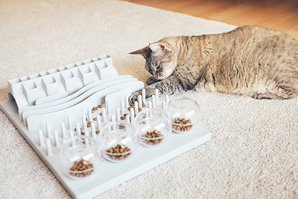 cat playing with mental stimulating toy