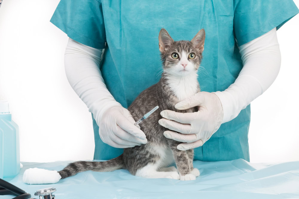 kitten-getting-vaccinated-by-a-vet