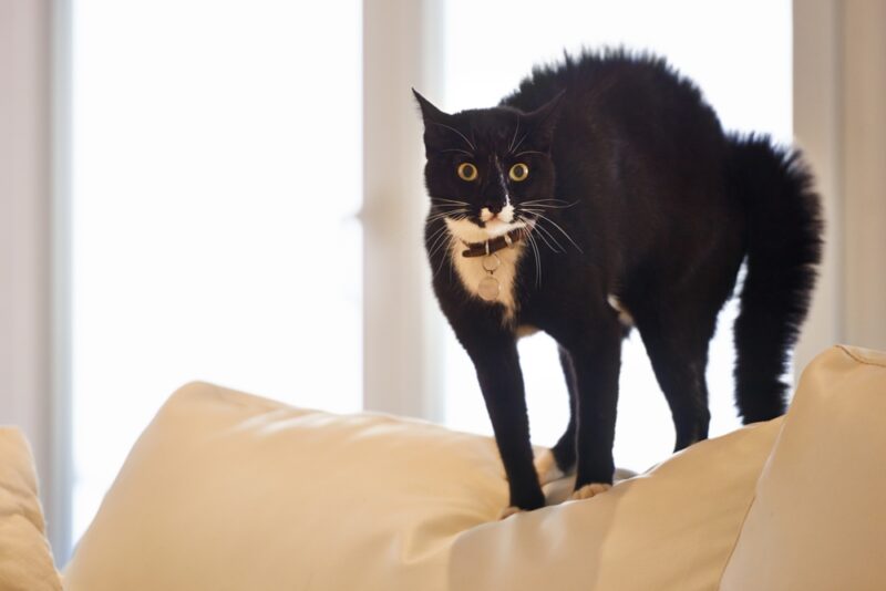 scared-puffed-up-cat-on-a-couch