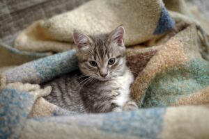 three months old kitten resting in its home