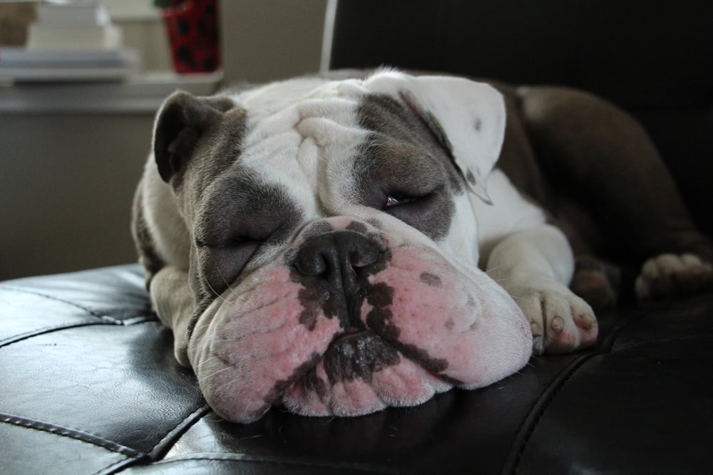 English bulldog Swelling Face Allergic Reaction
