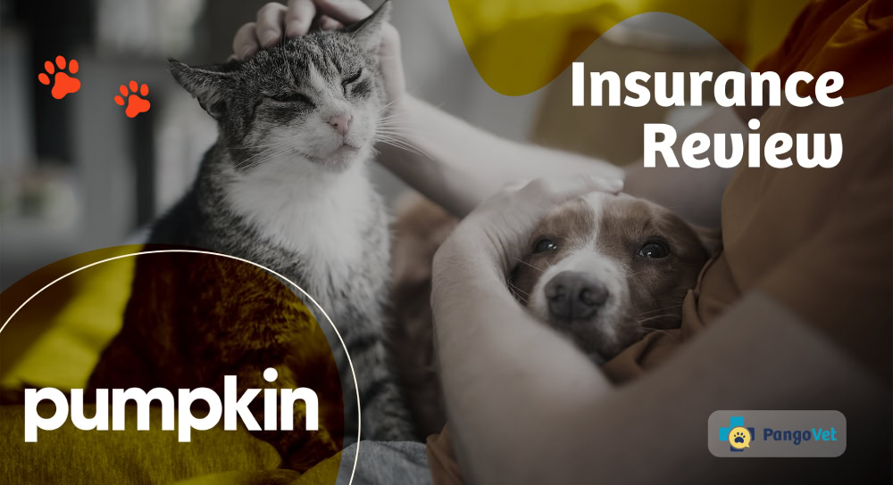 Pumpkin Insurance logo