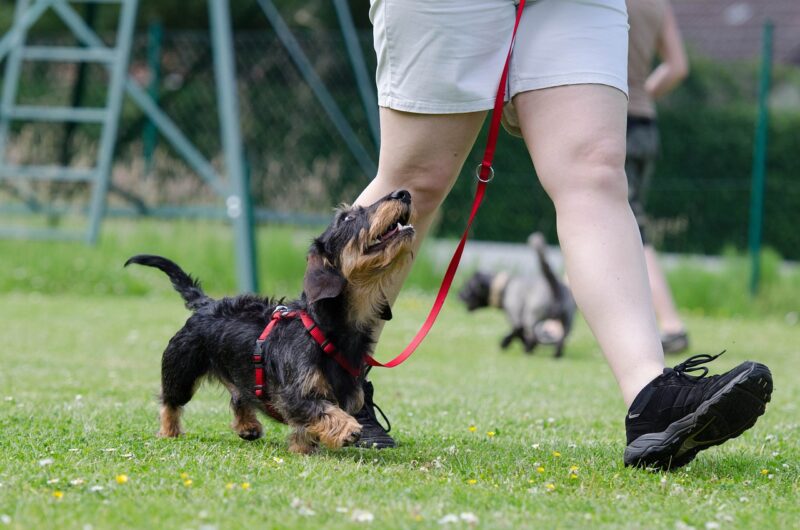 dachshund-on-a-leash