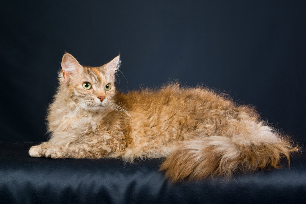 long curly haired cat
