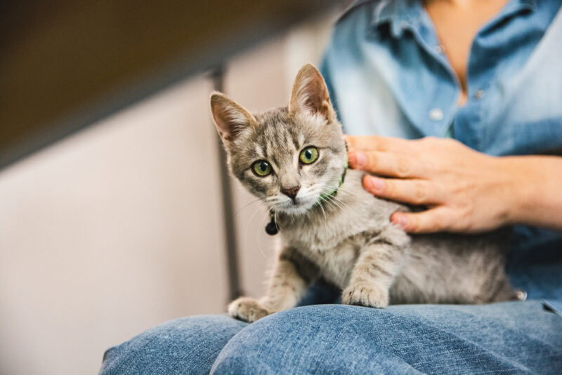 owner petting cat on lap