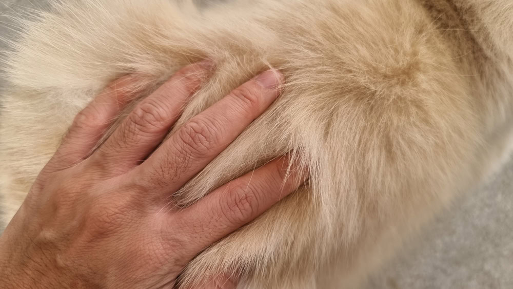 Cat Dander