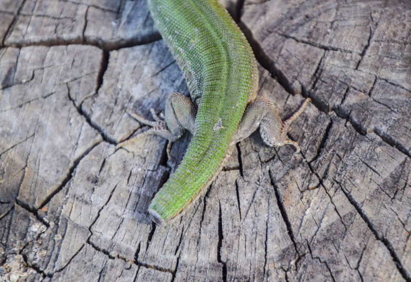 Regeneration of the lizard's tail