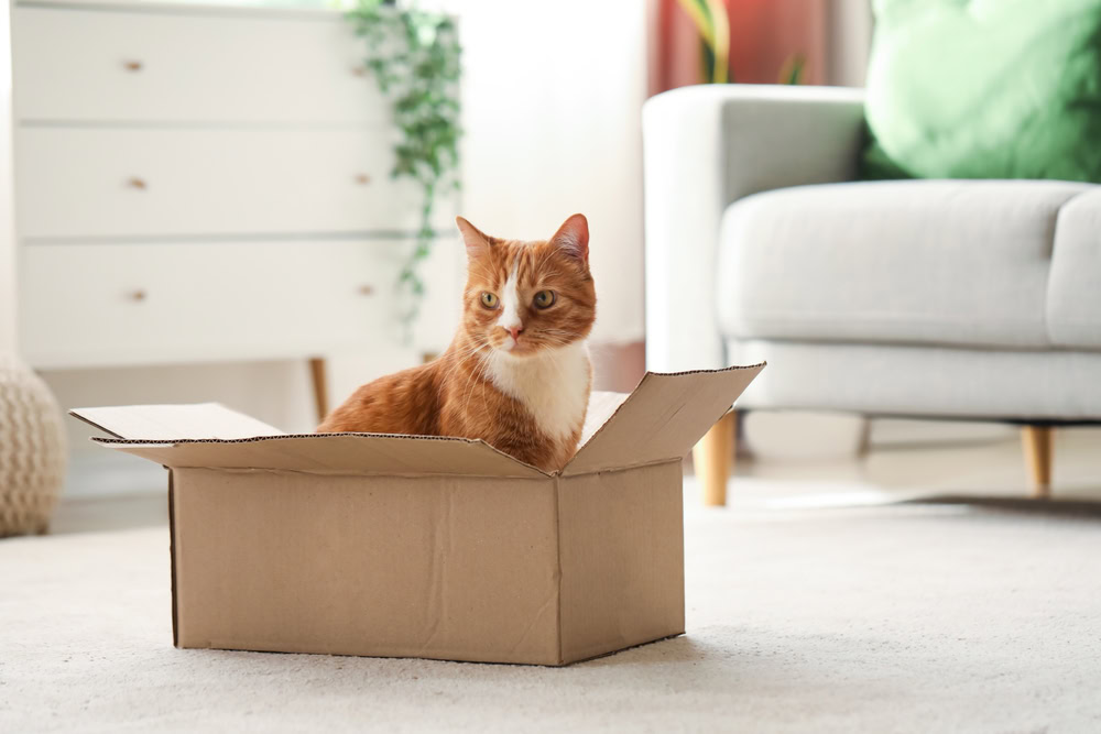 cat box
