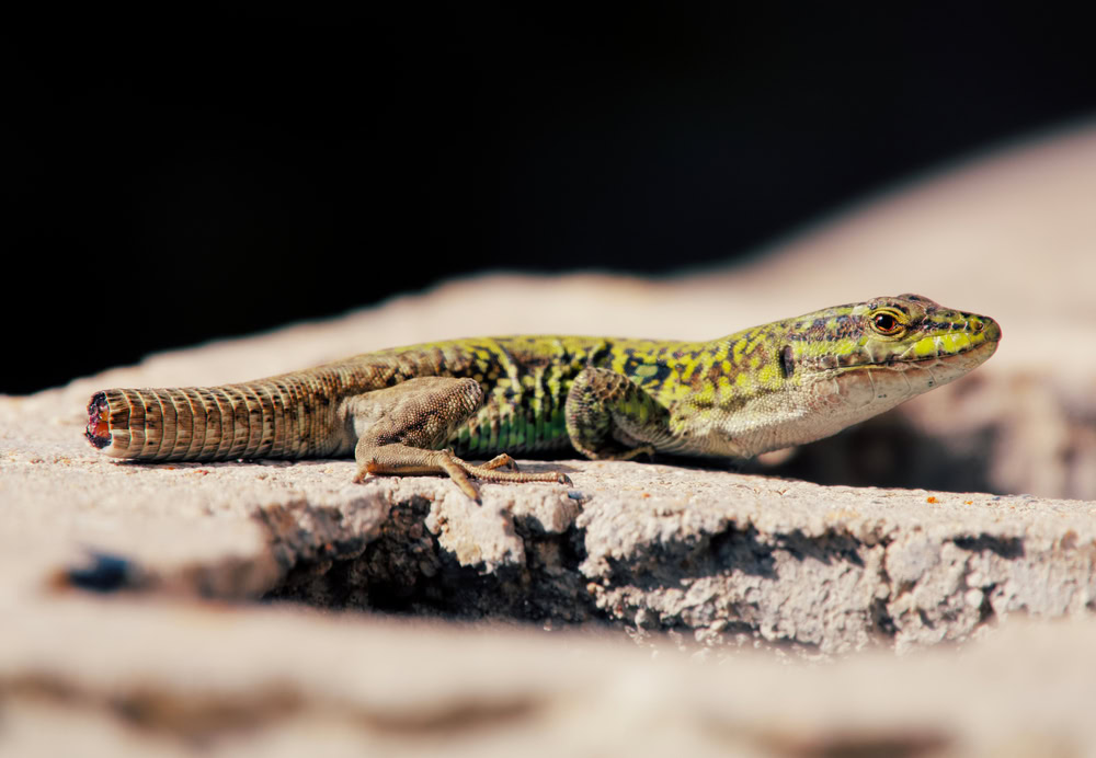 lizard with broken tail