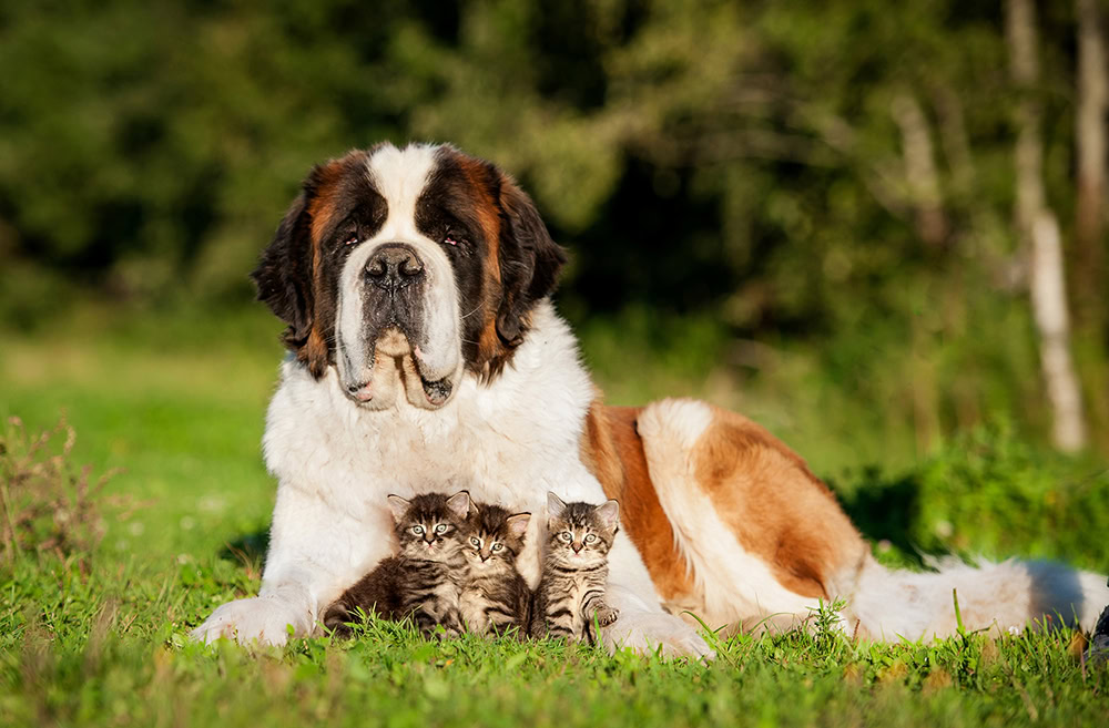 saint bernard dog and kittens lying on the grass