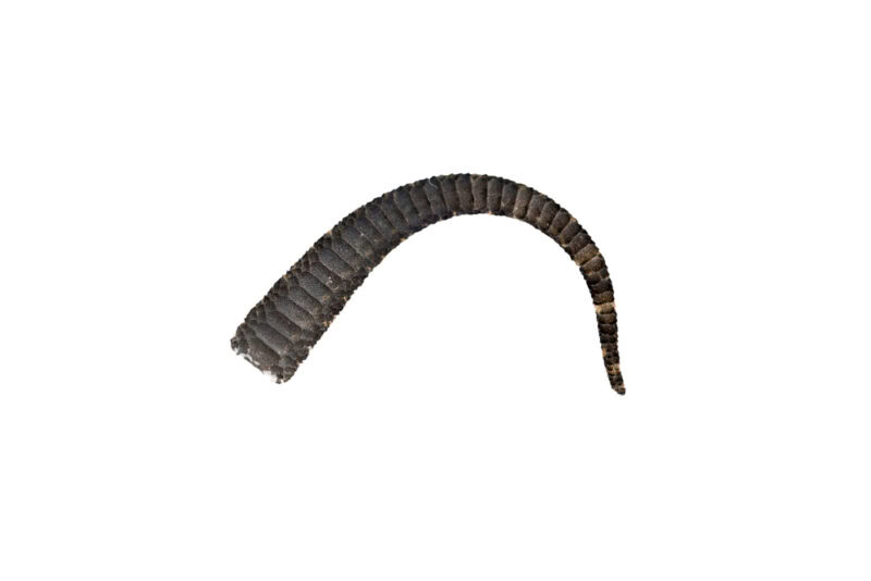 tail of lizard