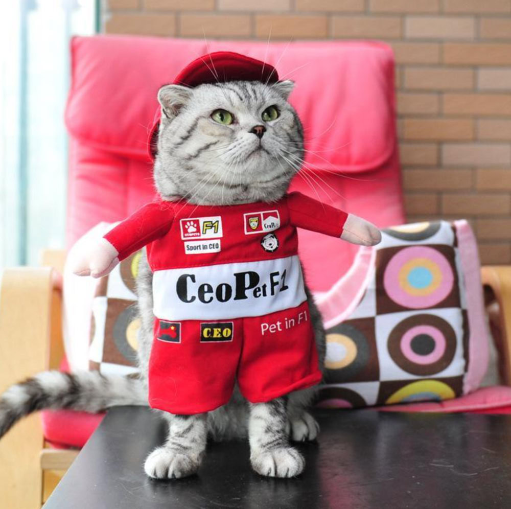Feline F1 Driver