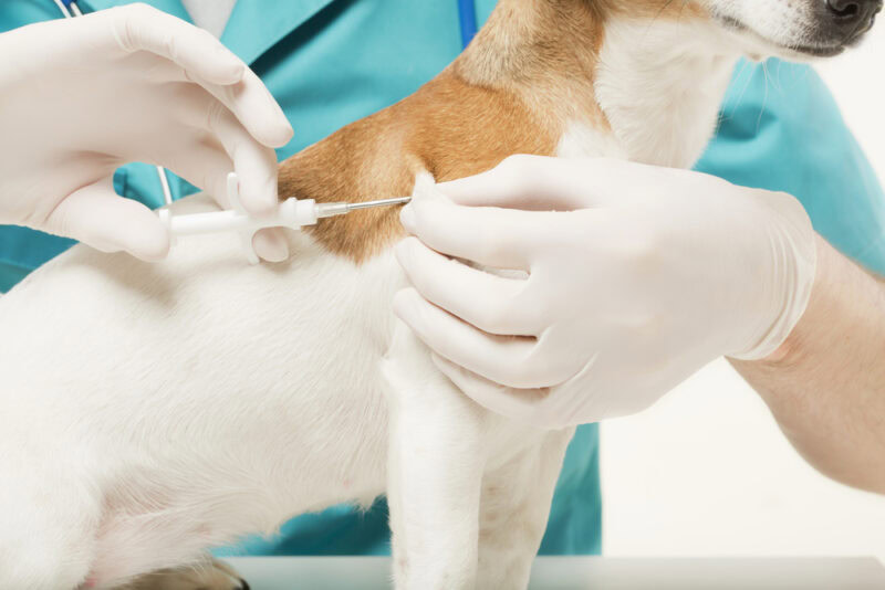 a dog getting a microchip by a vet