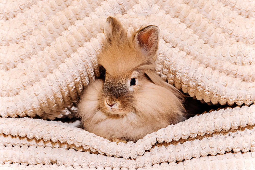 A peach rabbit under the blankets