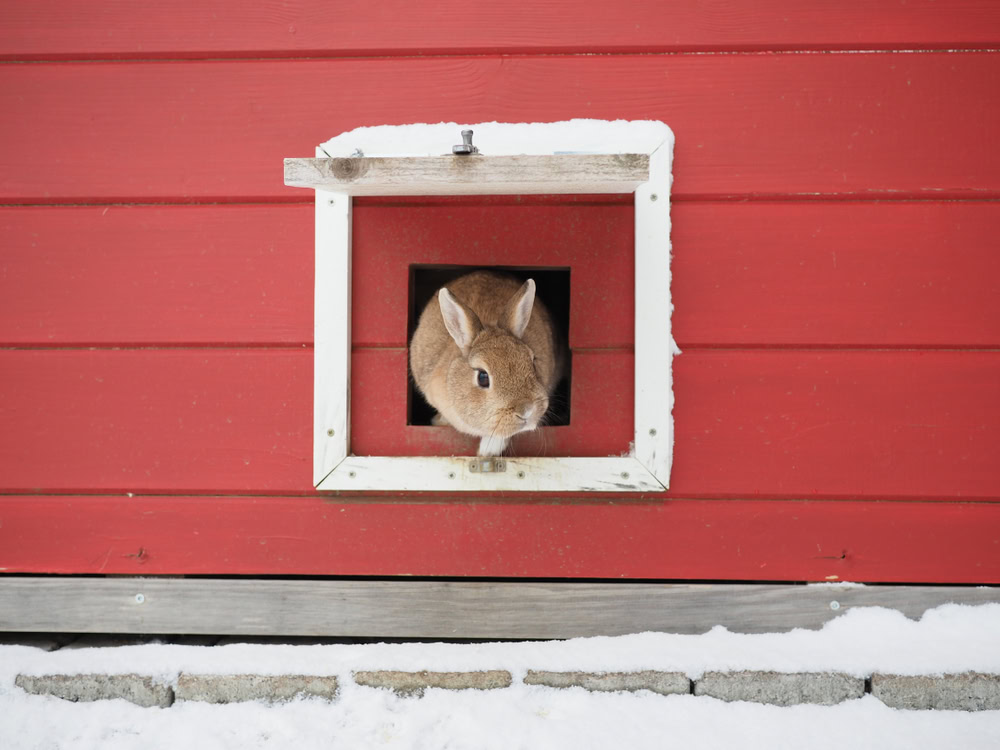 Brown rabbit coming out of a red hutch