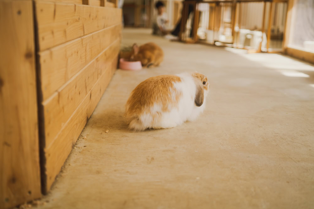 Cute rabbits in hutch on a farm