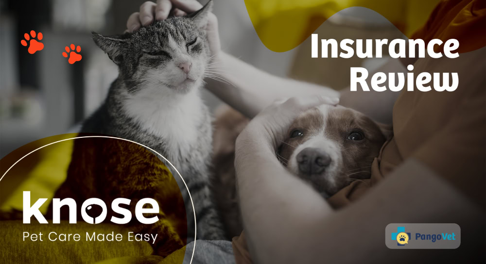 Knose Insurance logo