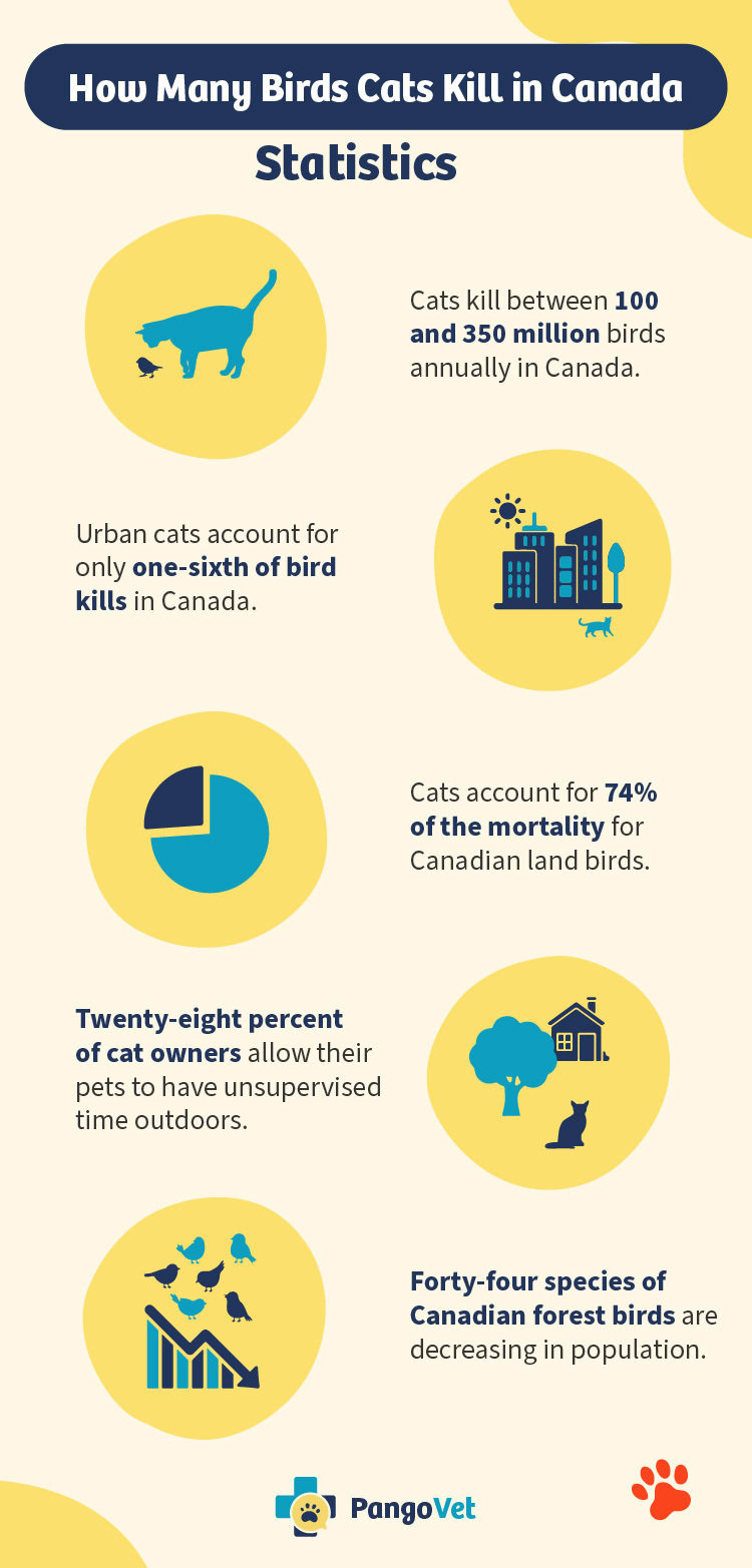 How Many Birds Do Cats Kill in Canada Statistics