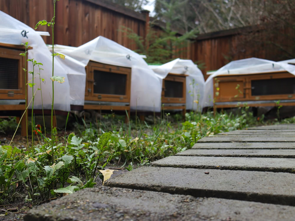 Rabbit hutches covered for the winter