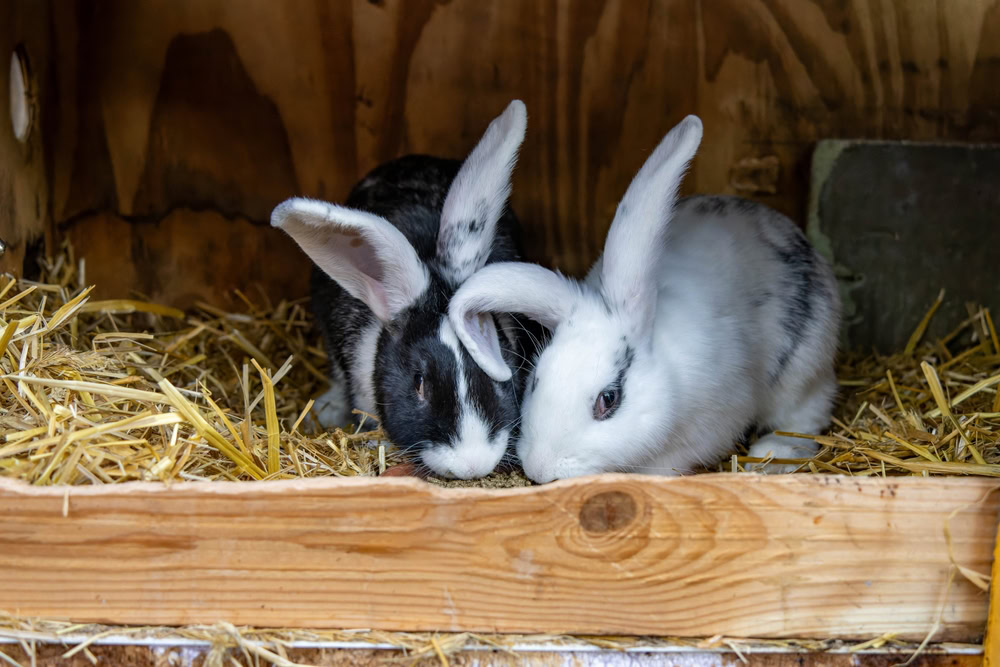 Two rabbits sit in a hutch