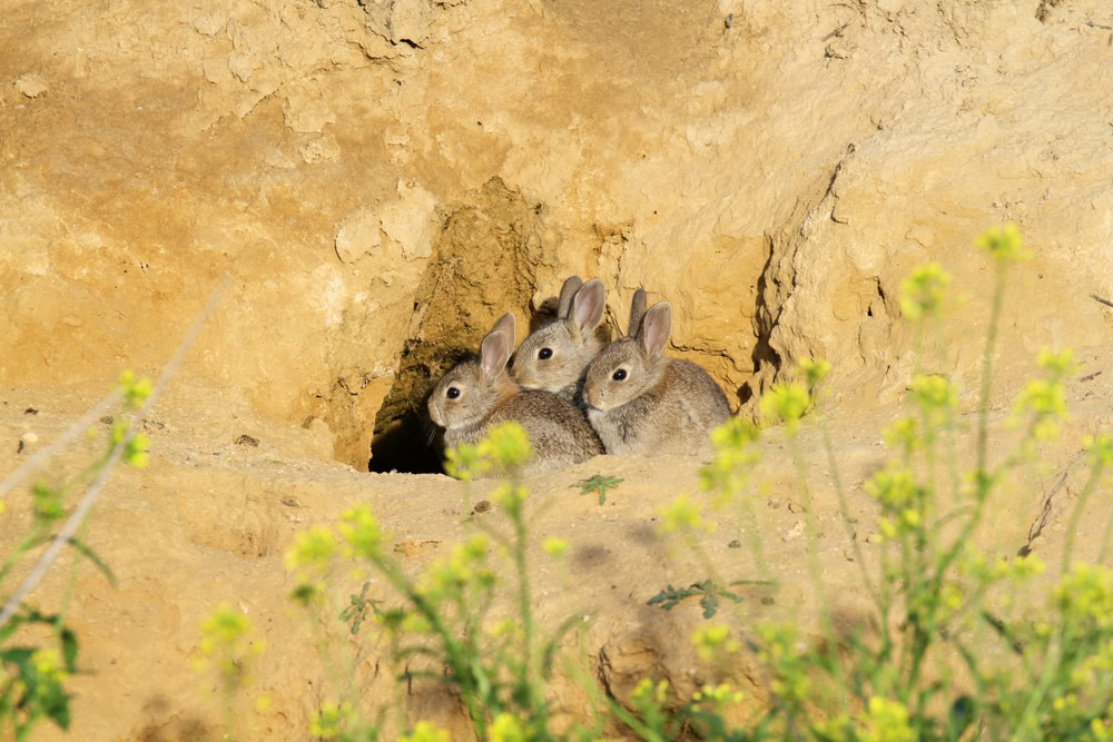 three rabbits in a hole
