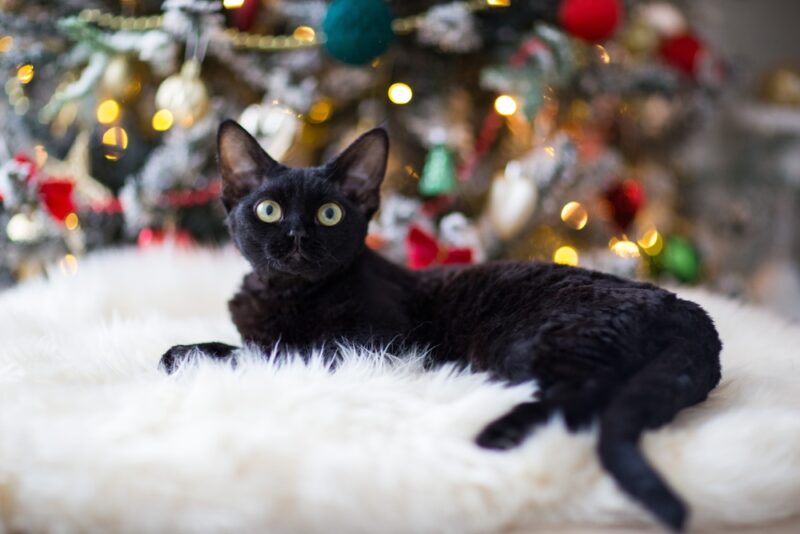 Black-Devon-Rex-cat-lies-near-the-Christmas-tree