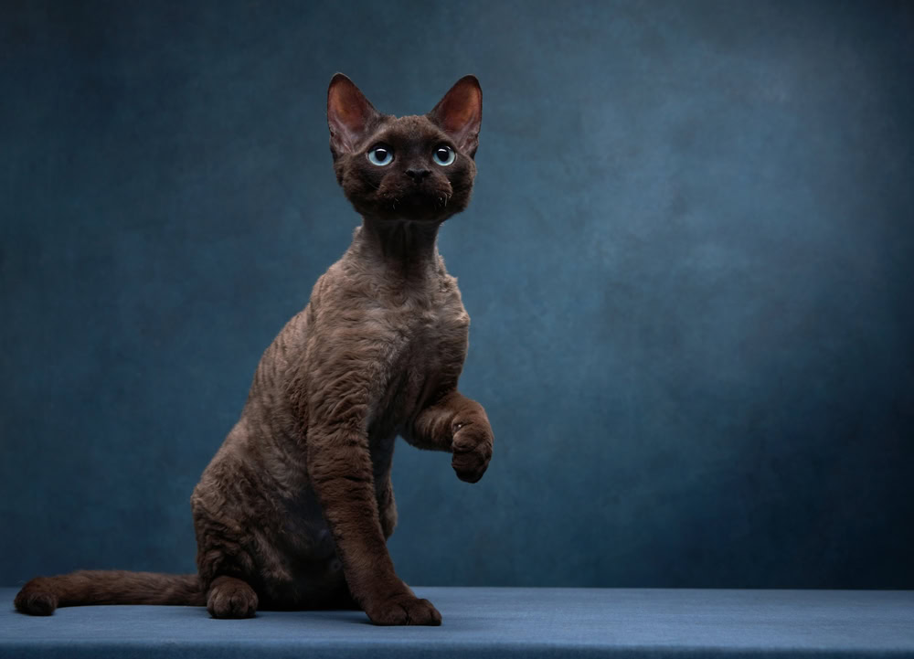 chocolate-devon-rex