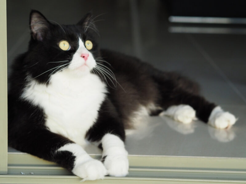tuxedo-ragdoll-laying-on-the-ground