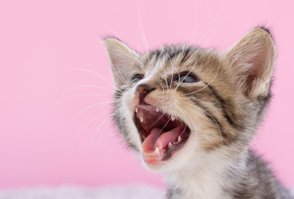 Kitten meows