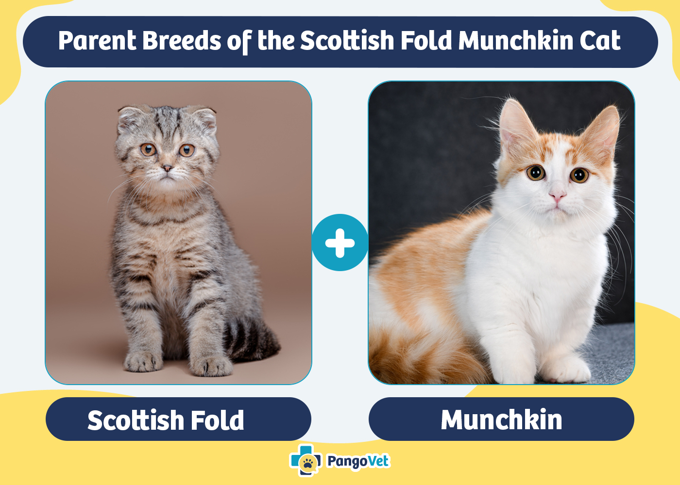 Parent Breeds of the Scottish Fold Munchkin Cat