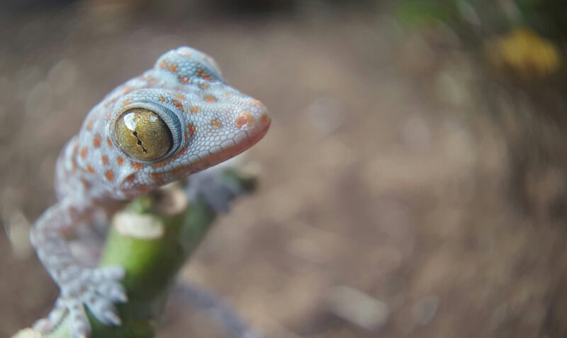Baby tokay gecko