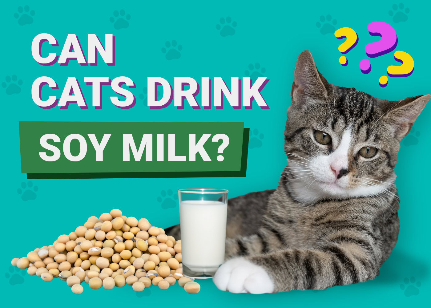 Can Cats Drink Soy Milk