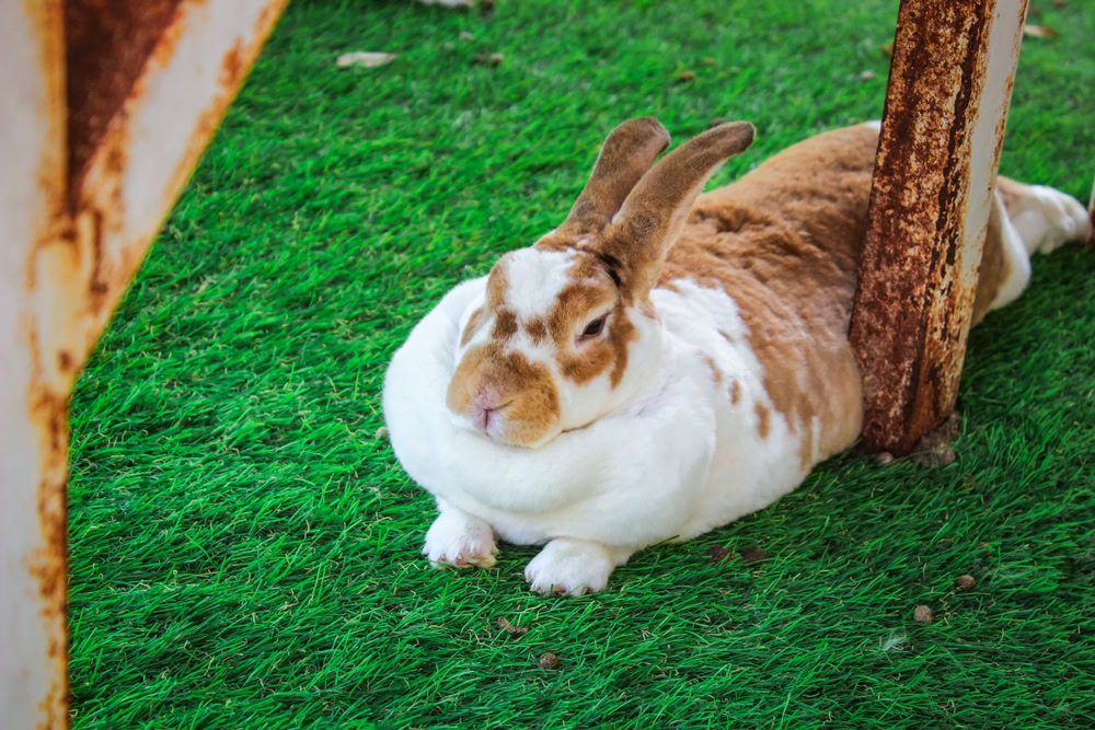 Relaxing Rabbit