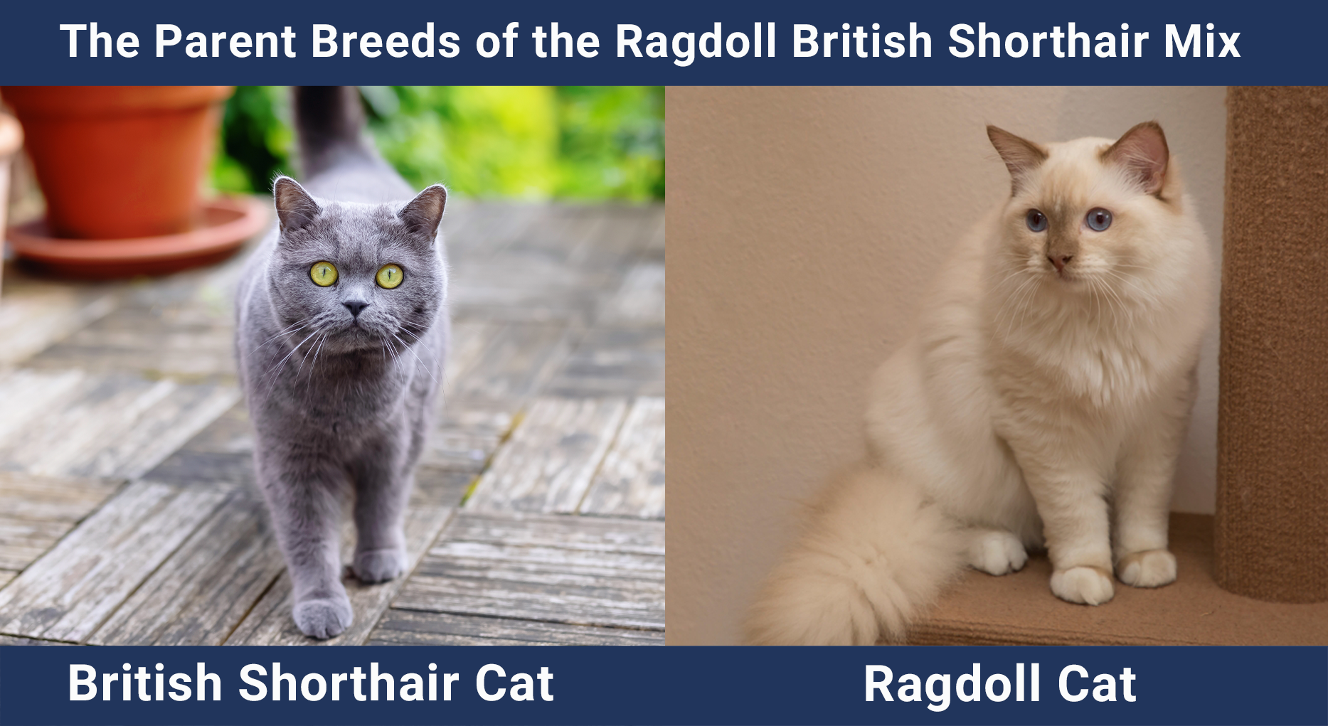The Parent Breeds of the Ragdoll British Shorthair Mix