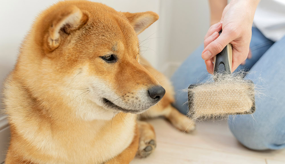 person brushed a shiba inu dog