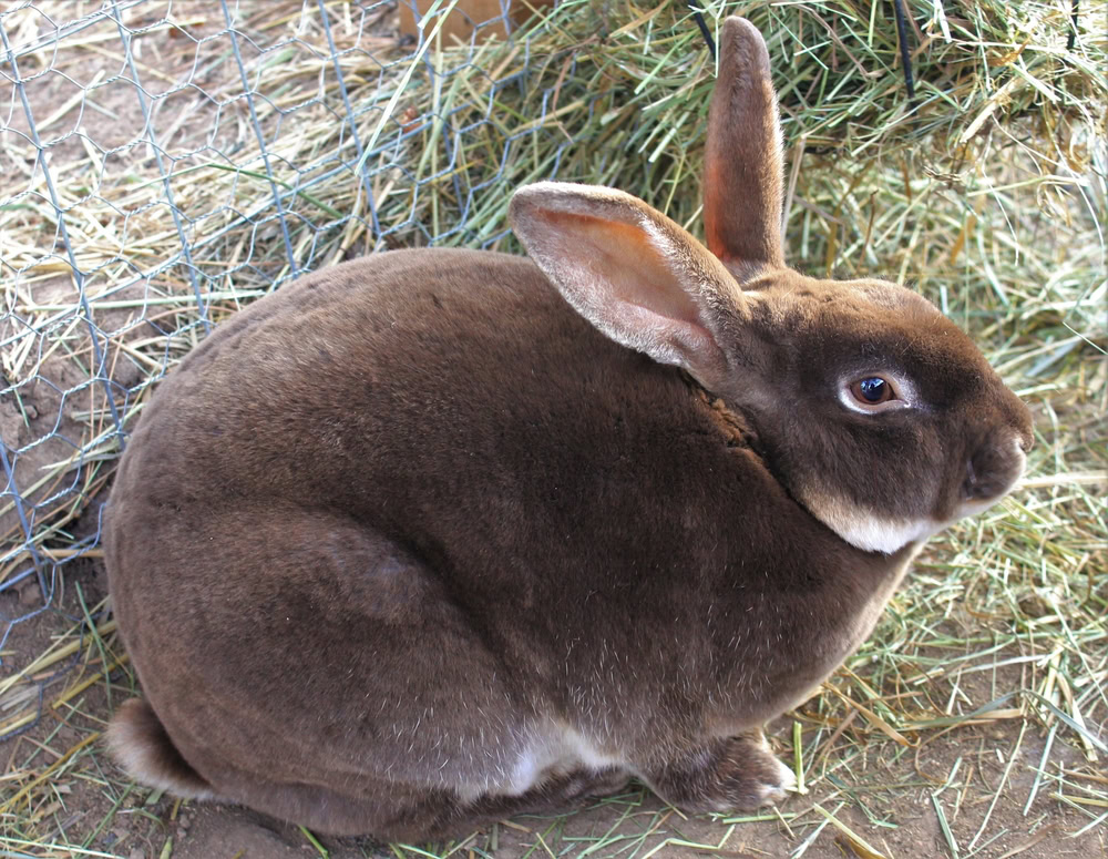 Chocolate rex rabbit sitting on hay and dirt