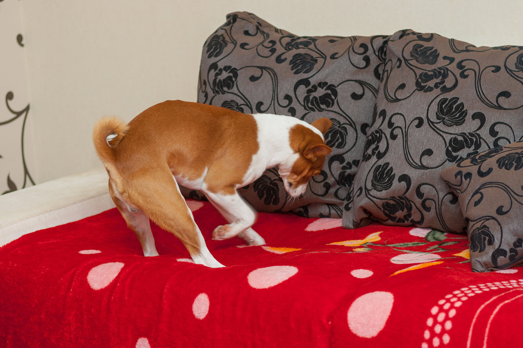 basenji dog preparing place for sleeping, burrowing cooling hole in a sofa thinking it's somewhere in hot Africa