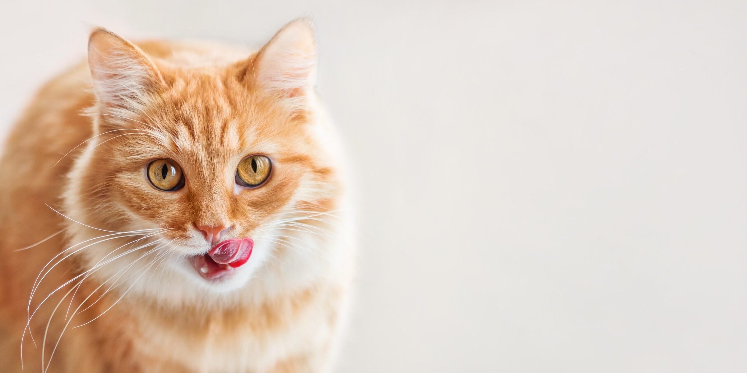 Curious ginger cat siting on window sill and licked. Fluffy pet with funny hungry expression on face