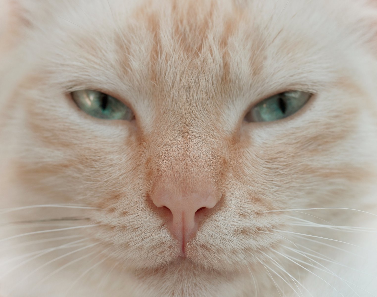 close up cat portrait sleepy cute cat muzzle