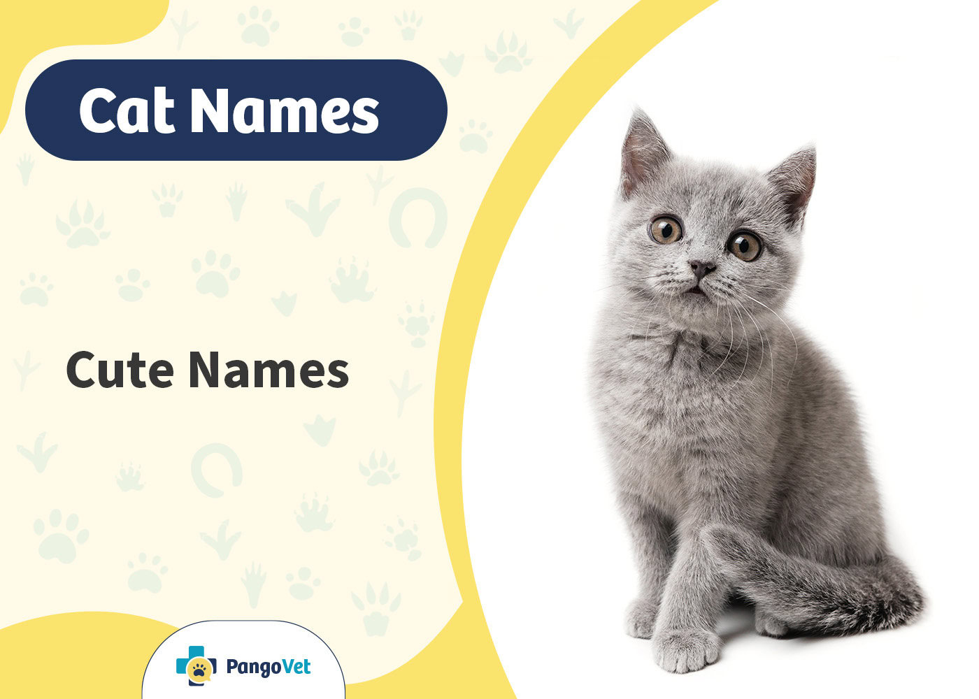 PangoVet_Cute Cat Names
