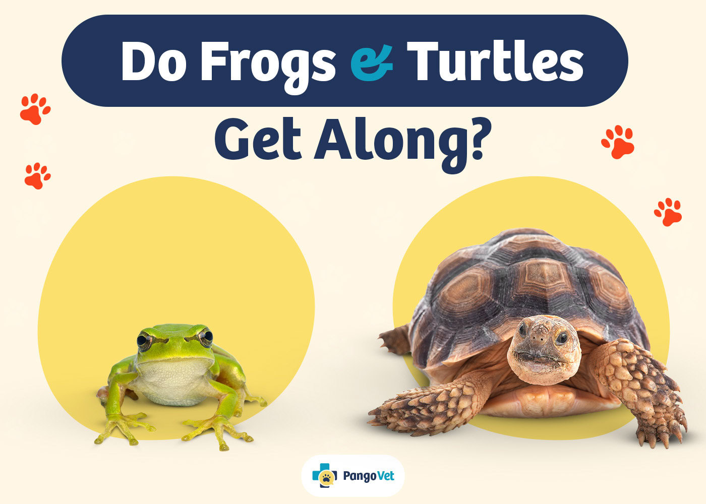 PangoVet_Frogs & Turtles Get Along_v1_Aug 12 2024