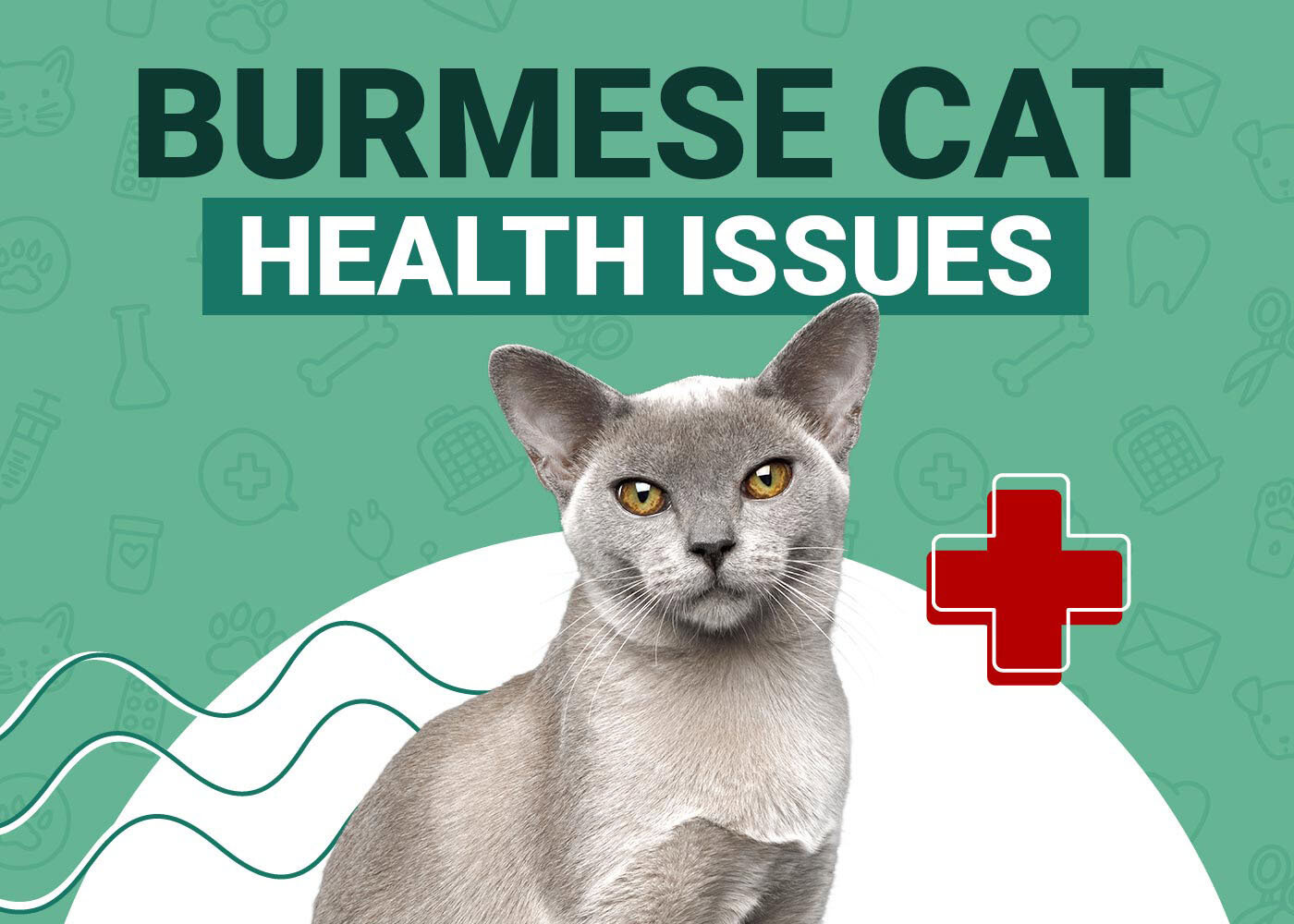 Burmese Cat Health Problems