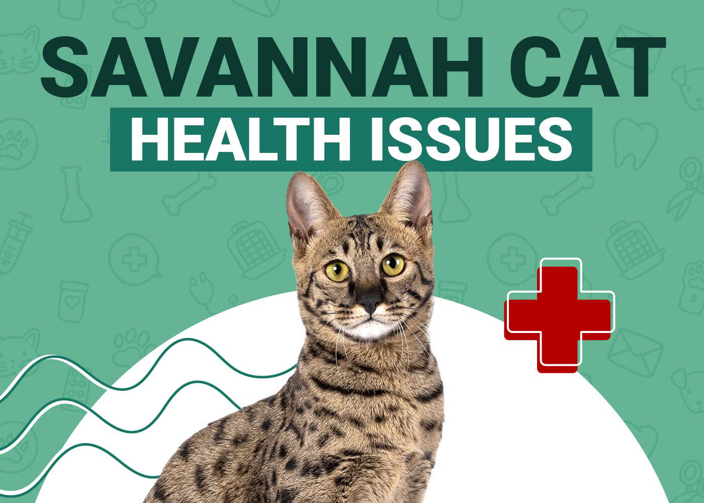 Savannah Cat Health Problems