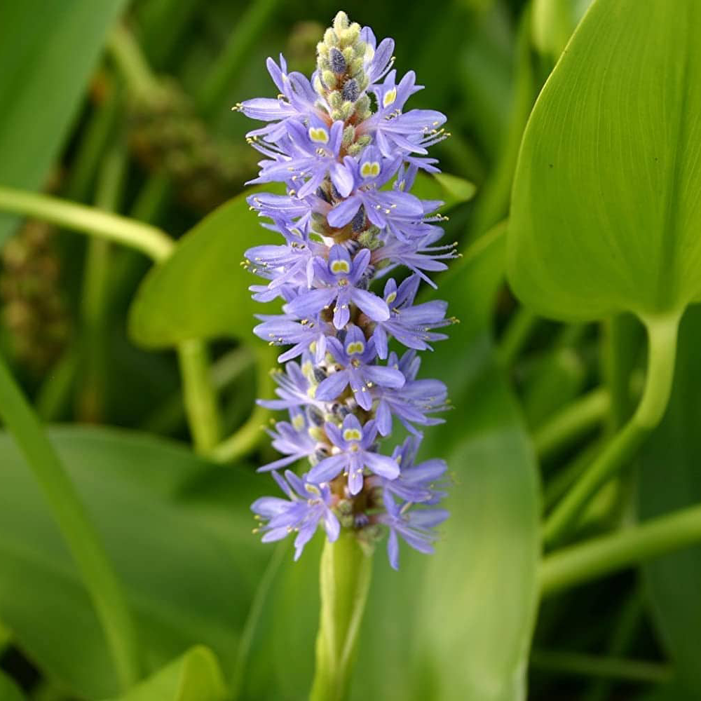 Pickeral Plant