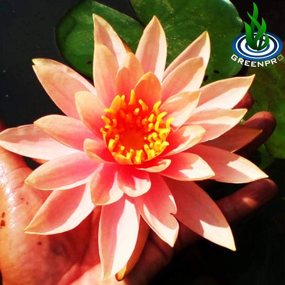 Water Lilies