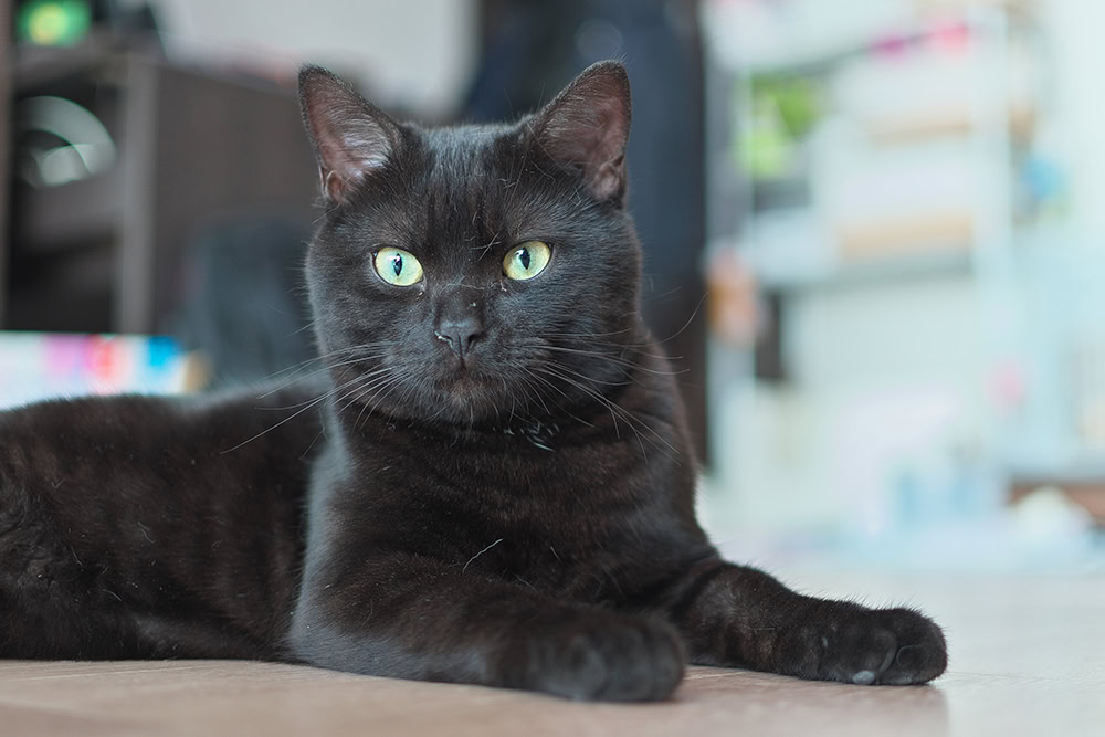 Black Smoke American Shorthair lying down
