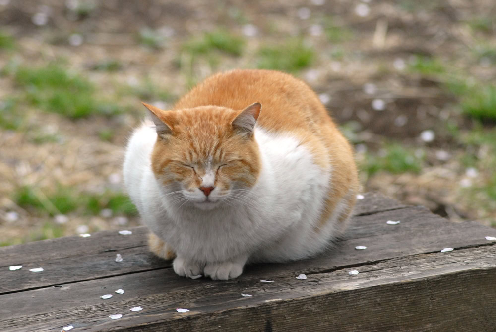 cat realxing in a loaf position