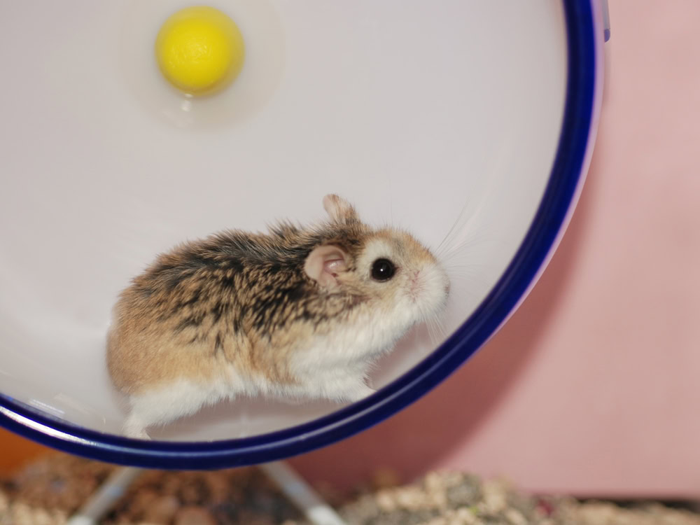 Small-Roborovski-hamster-is-running-on-a-wheel